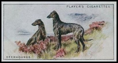 12 Deerhounds